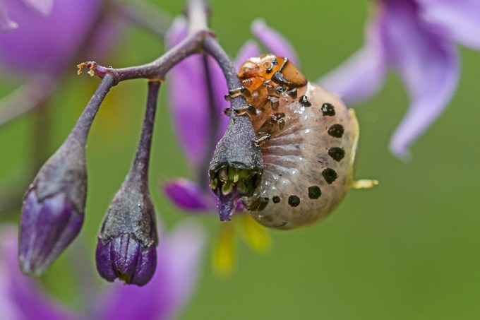 _MG_8731 pond bug v3