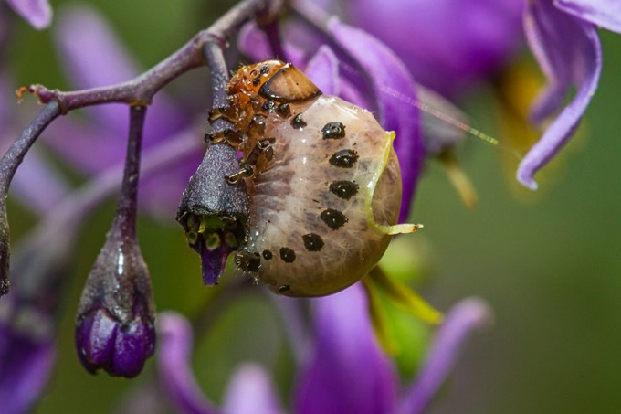 _MG_8741 pond bug v2