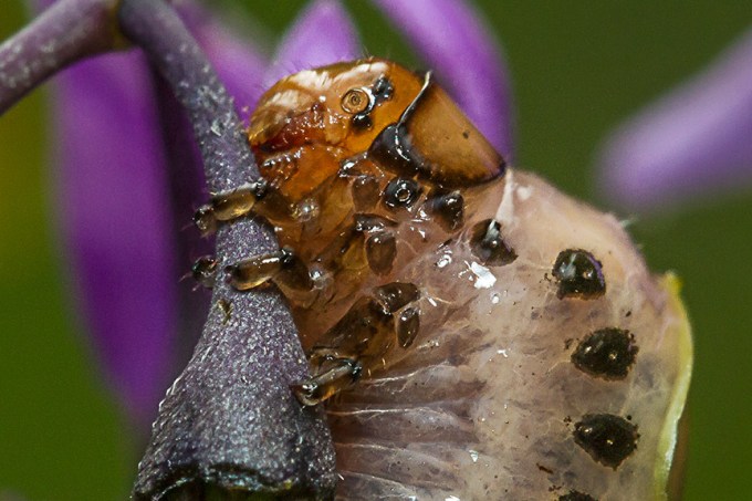 _MG_8746 pond bug v3