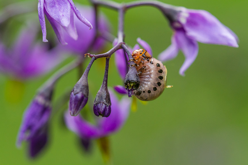 _MG_8774 pond bug v1