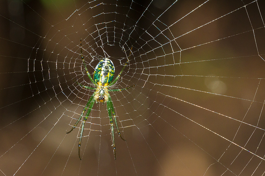 _MG_8780_Orb Weaver v4