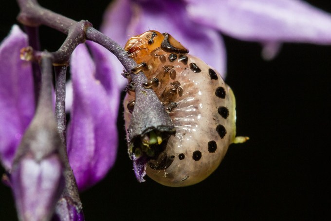 _MG_8796 pond bug v2