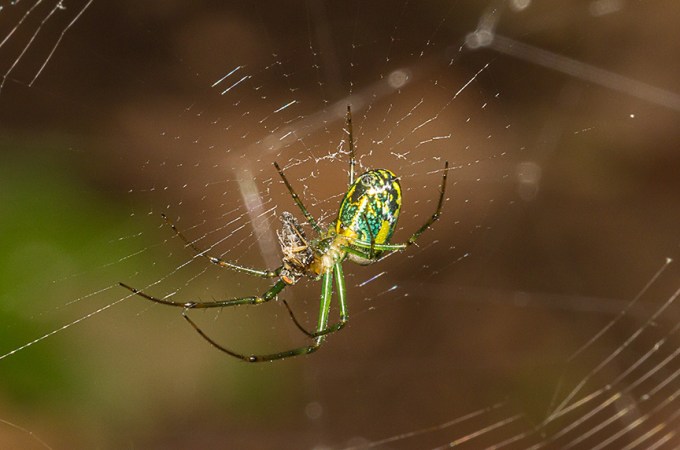 _MG_8813 orb weaver v1