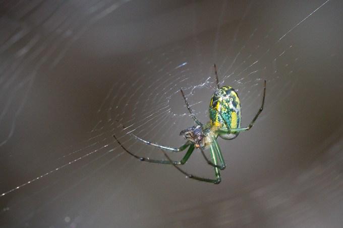 _MG_8815 orb weaver v2
