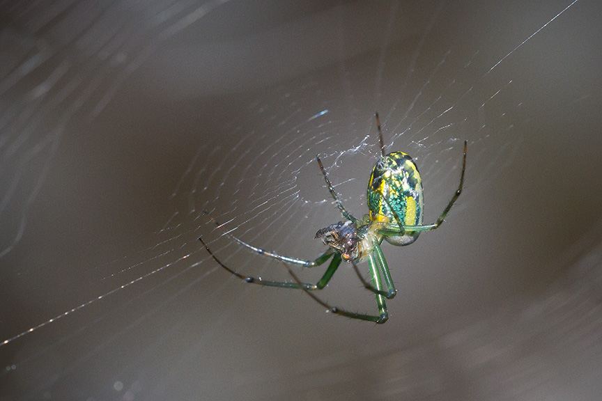 _MG_8815 orb weaver v2