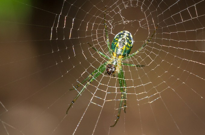 _MG_8847 orb weaver v2