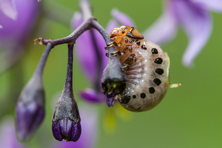 _MG_8888 pond bug v1