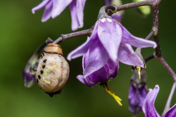 _MG_8912 pond bug v2