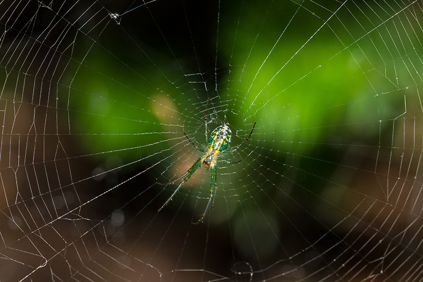 Orb Weaver_MG_8771-2