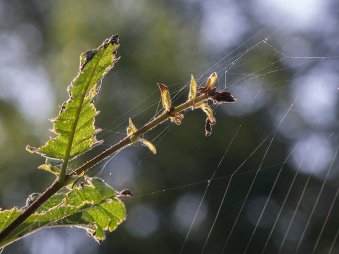 _1270361 cf weed spider web v1