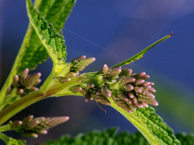 _1270373 cf wildflower v1 2014