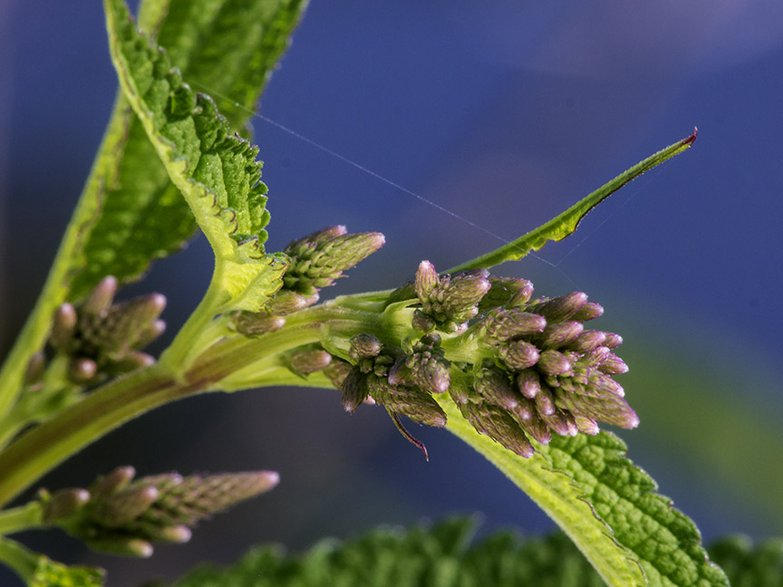 _1270373 cf wildflower v1 2014