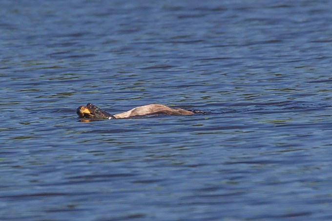 _43G0671-4 CF Corm snap v3