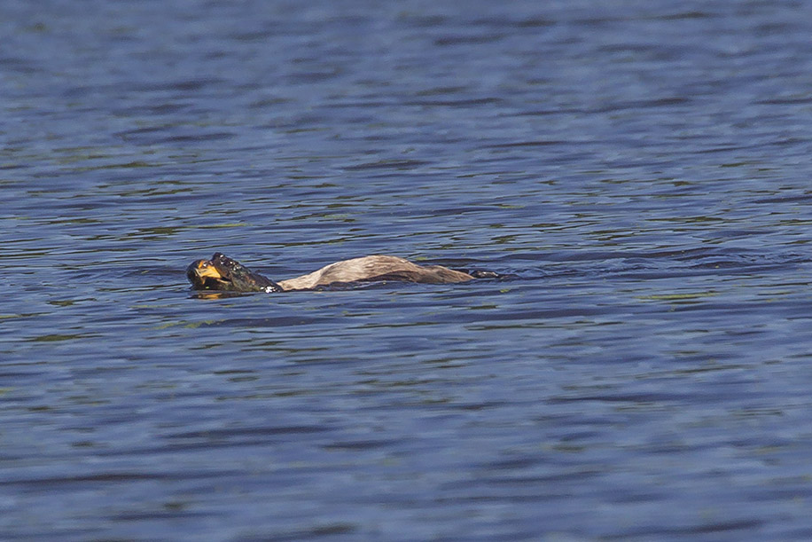 _43G0671-4 CF Corm snap v3