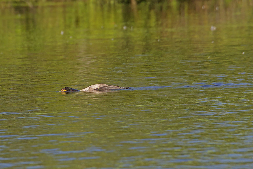 _43G0676 cf corm snap v3