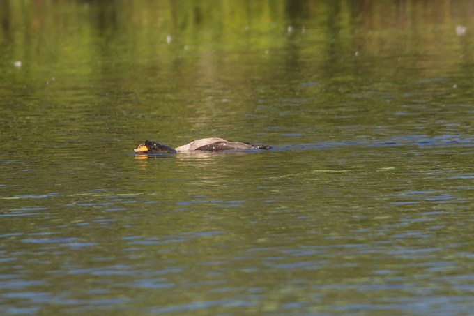 _43G0677 cf Corm Snap v2