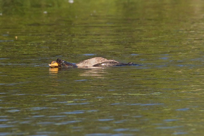 _43G0682 cf corm snap v4