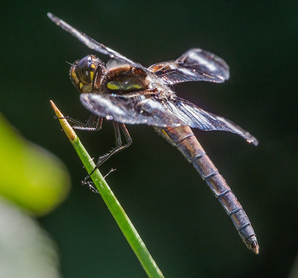 _43G0760 yd 12 spot v2