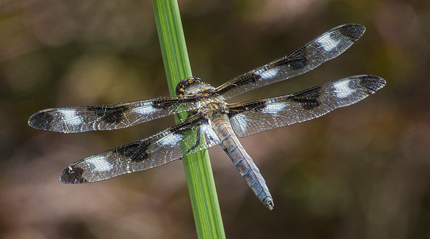 _43G0975 yard 12 spotted skimmer pano v2