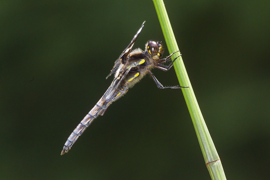 _43G0978 yard 12 spotted skimmer v1