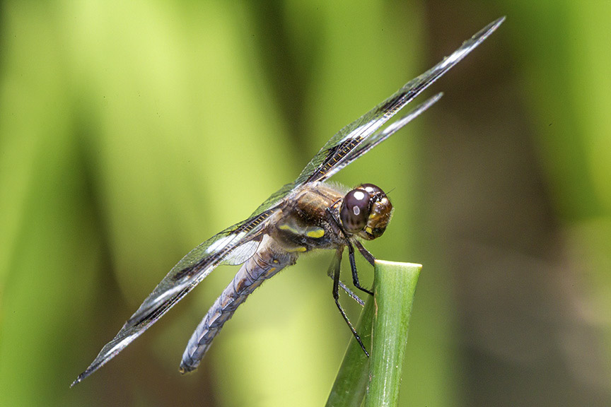 _43G1023 yard 12 spotted skimmer v7
