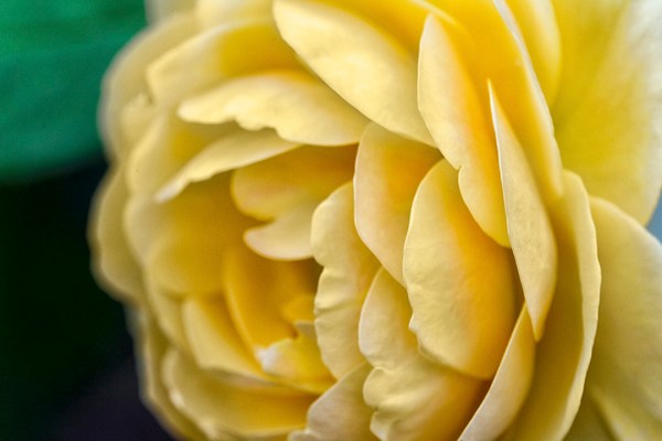 _43G1185 GW Yellow rose v2