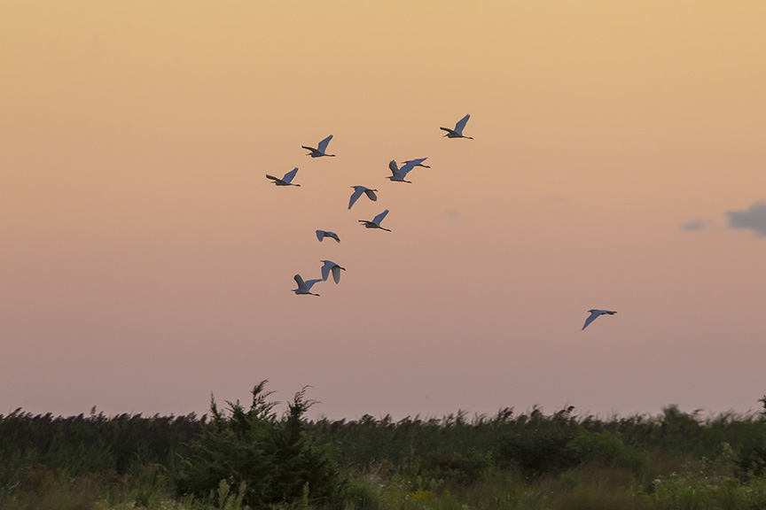 _43G2400 brig egret sunrise v2