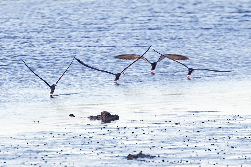 _43G3929 Brig blk Skimmer v5