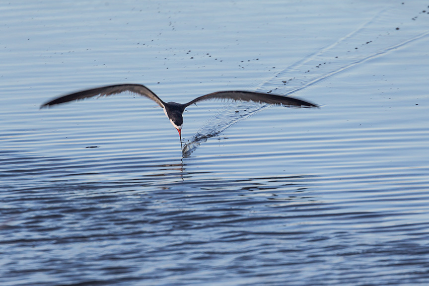 _43G3955 brig Blk Skimmer v2