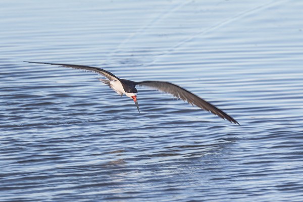 _43G3957 brig Blk Skimmer v4a