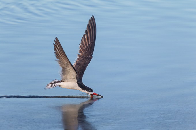 _43G3960 brig Blk Skimmer v4