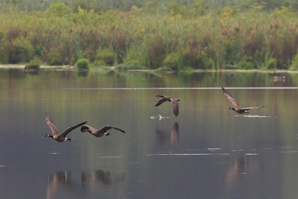 _43G5648-2 cf canada geese fog v3