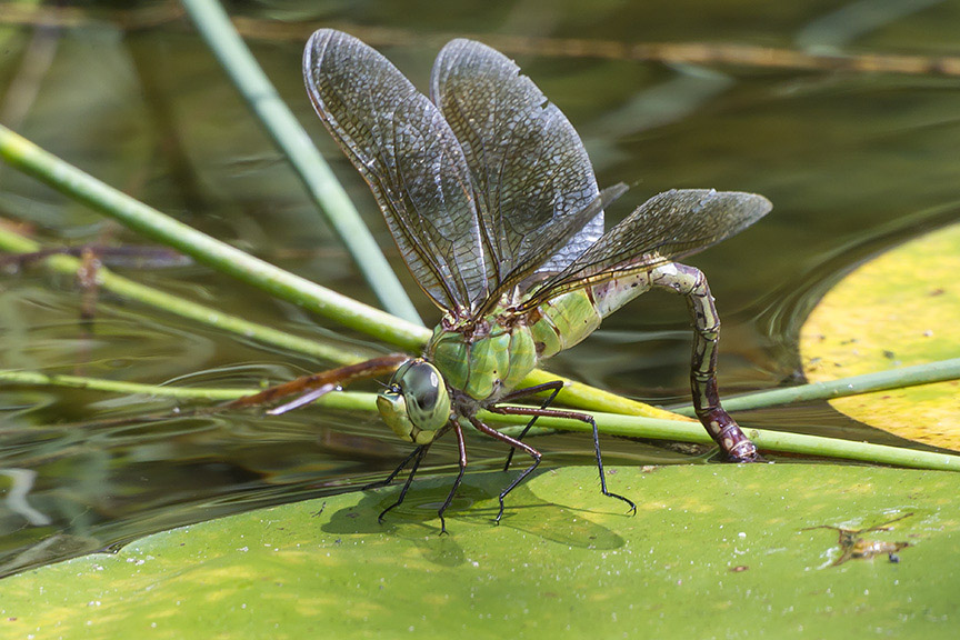 _43G6140 pond green Darner eggs v2