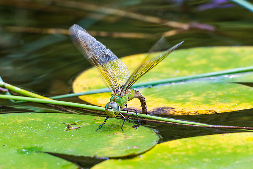 _43G6177pond green darner v2