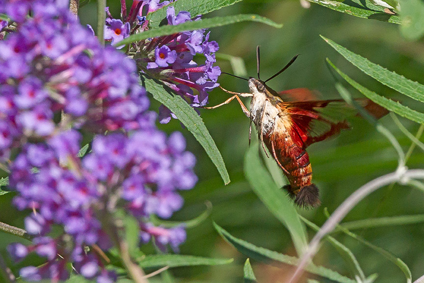 _43G6923 pond hummingbird moth v4