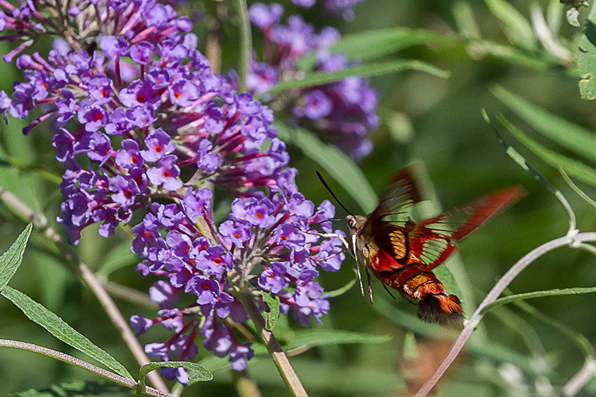 _43G6942 pond hummingbird moth v2