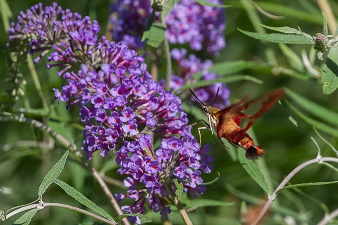 _43G6943 pond hummingbird moth v2