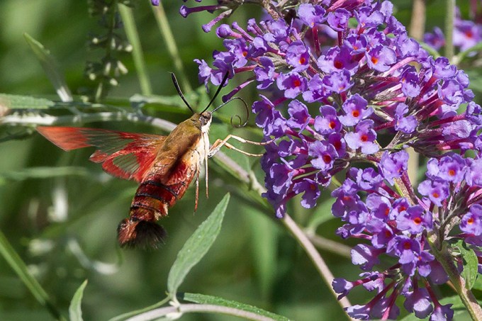 _43G6949 pond hummingbird moth v4