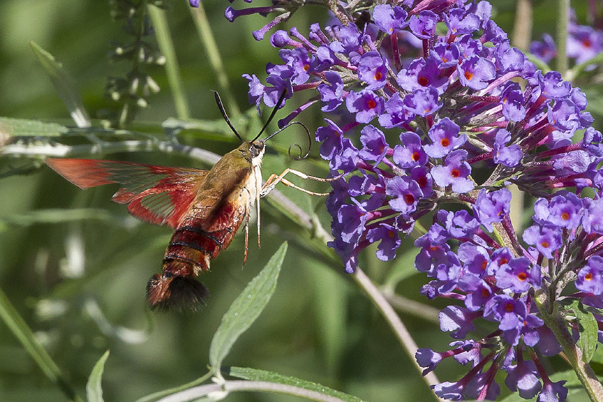_43G6949 pond hummingbird moth v4