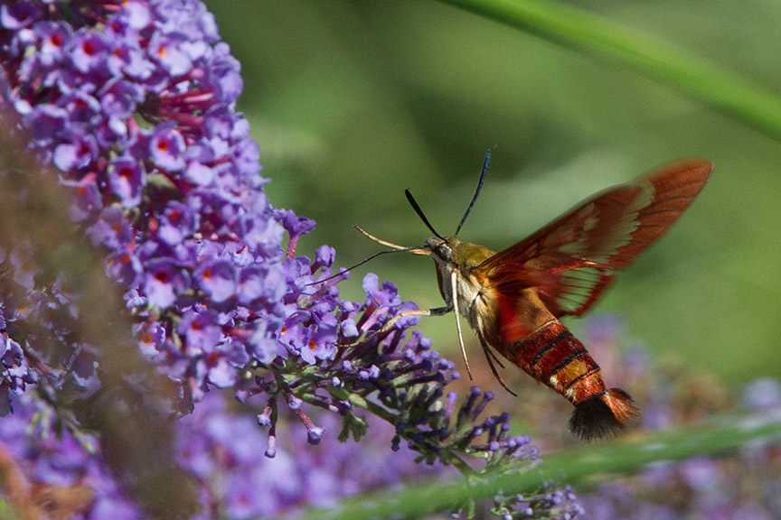_43G6956 pond hummingbird moth v2