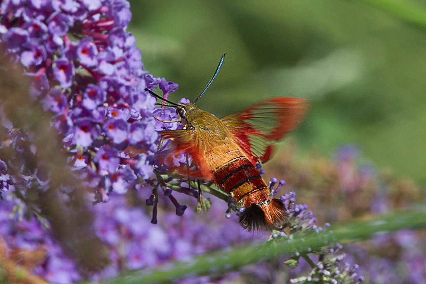 _43G6958 pond hummingbird moth v3 port