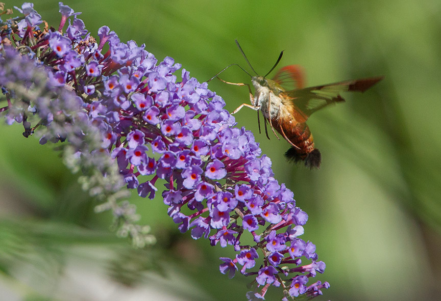 _43G6998 pond hummingbird moth v2