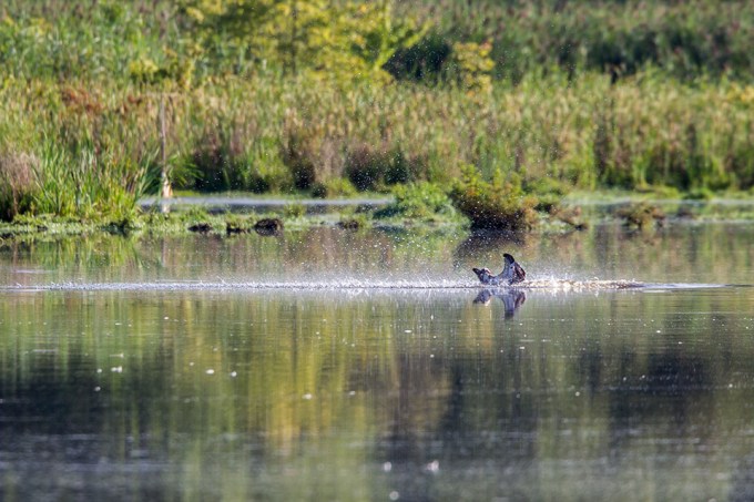 _43G7859 cf osprey v2