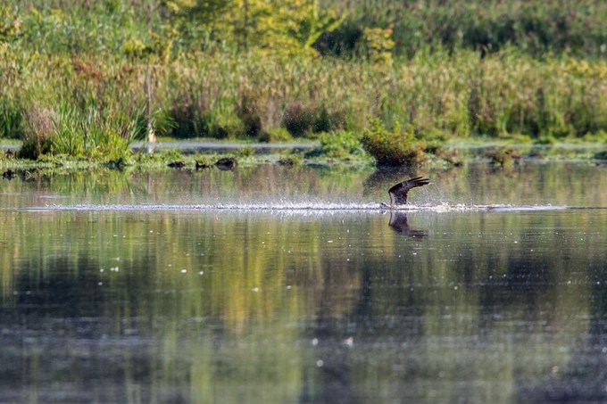 _43G7860 cf osprey v2