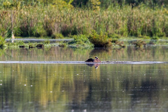 _43G7863 cf osprey v2