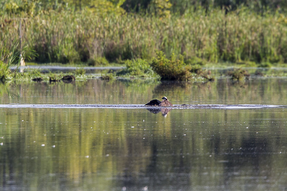 _43G7863 cf osprey v2