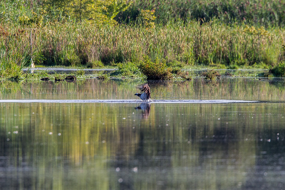 _43G7865 cf osprey v2