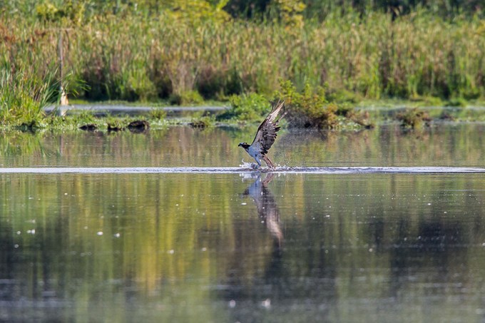 _43G7867  cf osprey v2