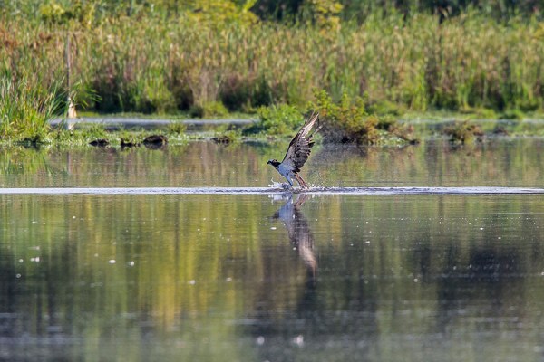 _43G7867  cf osprey v2