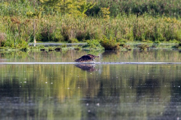 _43G7868  cf osprey v3